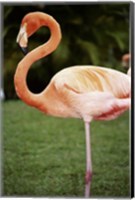 American Flamingo Fine Art Print