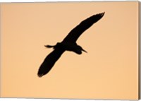 Great White Egret in Flight at Twilight, Venice Rookery, Venice, Florida, USA Fine Art Print