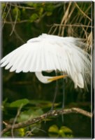 Close-up of a Great White Egret Fine Art Print