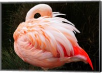 Sleeping Flamingo Fine Art Print