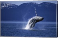 Humpback Whale  Alaska  USA Fine Art Print