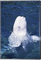 Beluga Whale Fine Art Print