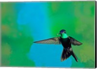 Magnificent hummingbird in flight, Arizona, USA Fine Art Print