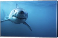 Great White Shark Swimming Fine Art Print