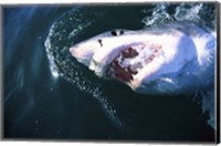 Great White Shark Eating Fine Art Print