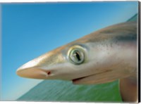 Close-up of an Atlantic Sharpnose Shark, Gulf Of Mexico, Florida, USA Fine Art Print