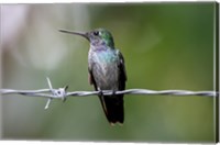 Blue-Chested Hummingbird Fine Art Print