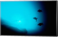 Three scuba divers swimming underwater, Blue Hole, Belize Fine Art Print