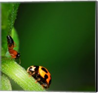 Ladybug and Friend Fine Art Print