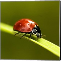 Ladybug On Blade Of Grass Fine Art Print