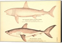 Porbeagle Basking Shark Drawing Fine Art Print