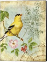 Songbird Sketchbook III Fine Art Print