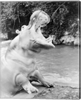 Hippopotamus yawning Fine Art Print