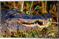 Alligator - close up Fine Art Print