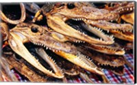 Close-up of the skulls of alligators Fine Art Print