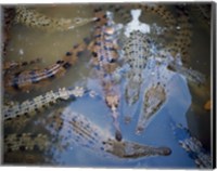 High angle view of crocodiles in a pool of water Fine Art Print