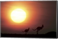 Kangaroos Australia Fine Art Print