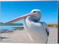 Close-up of a pelican, Eyre Peninsula, Australia Fine Art Print