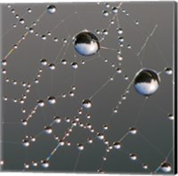 Dew on Spider Web Fine Art Print