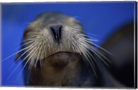 Close-up of a California Sea Lion swimming in water Fine Art Print