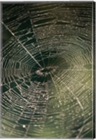 Close-up of a spider's web Fine Art Print