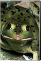 Close-up of a Pig Frog (Rana grylio) Fine Art Print