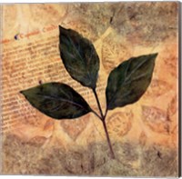 Antiqued Leaves I Fine Art Print