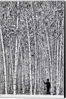 Man and Bamboo Fine Art Print
