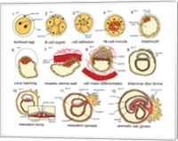 Human Embryogenesis Fine Art Print