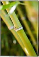 Close-up of bamboo shoots Fine Art Print