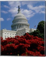 Flowering plants in front of the Capitol Building, Washington, D.C., USA Fine Art Print