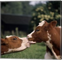 Cow Kiss Fine Art Print