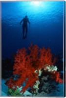 Soft Coral Red Sea Fine Art Print