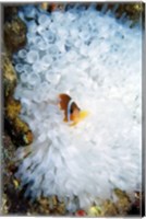 High angle view of a clown fish hiding in a sea anemone, Nananu-i-Ra island, Fiji Fine Art Print