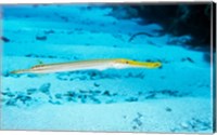 Side profile of a Yellow Trumpet Fish swimming underwater Fine Art Print