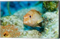 Close-up of a juvenile grouper fish swimming underwater, Belize Fine Art Print