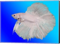 White Betta Fish Fine Art Print