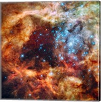 A Hubble Space Telescope image of the R136 Super Star Cluster Fine Art Print