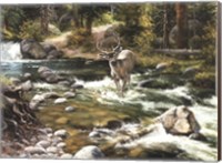 Buck in Midstream Fine Art Print