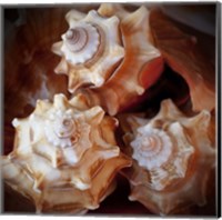 Macro Shells VII Fine Art Print