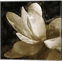 Bronze Lily V Fine Art Print