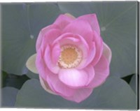 Blushing Lotus I Fine Art Print