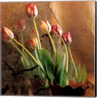 Tulip Reflection Fine Art Print