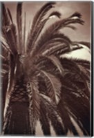 Whispering Palm Fine Art Print