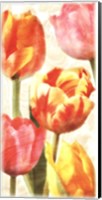 Glowing Tulips II Fine Art Print