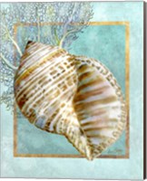 Turban Shell and Coral Fine Art Print