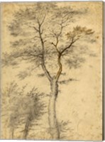 Three Studies of Trees Fine Art Print