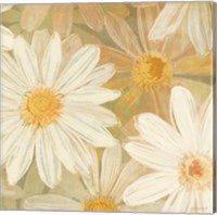 Daisy Story Square II Fine Art Print