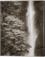 Multnomah Falls Fine Art Print