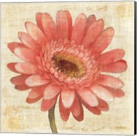 Blushing Gerbera on Cream Fine Art Print